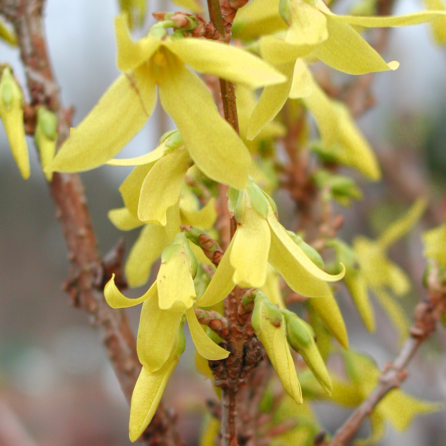 Forsythia x intermedia 'Lynwood Gold'