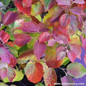 Fothergilla gardenii