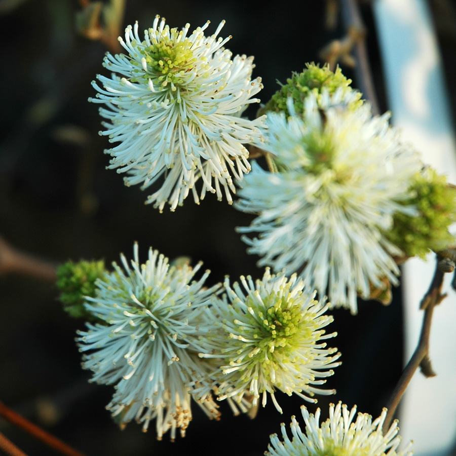 Fothergilla major 'Mount Airy'