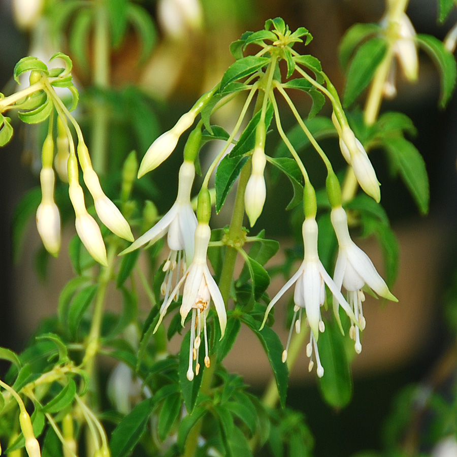 Fuchsia magellanica 'Little Giant'