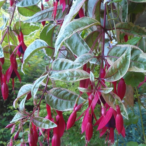 Fuchsia 'Island Sunset'