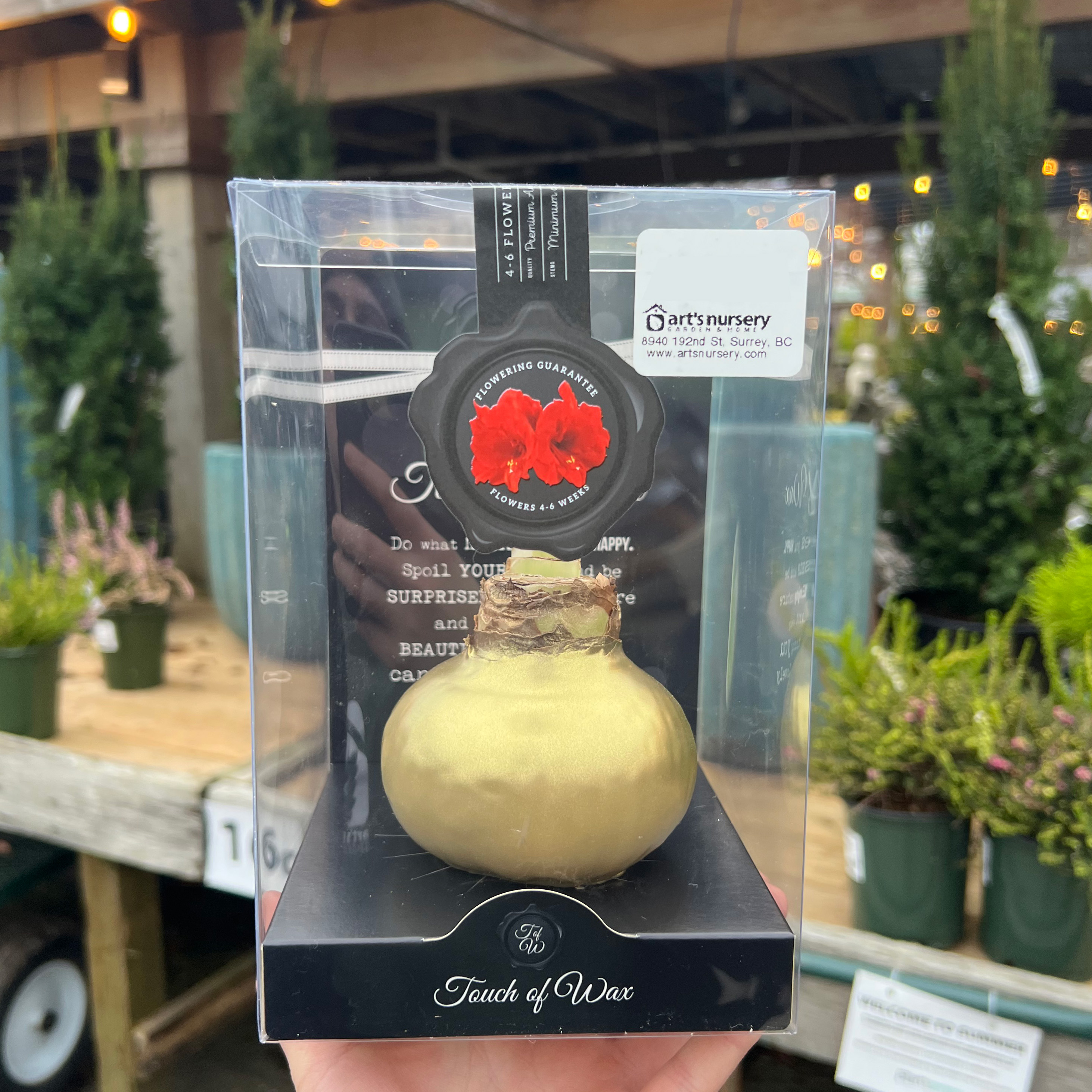 Amaryllis Waxed Bulb- GOLDEN WAX 