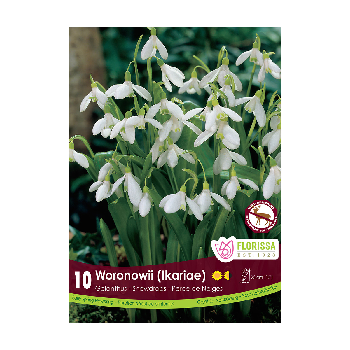Galanthus 'Woronowii' Snowdrops Bulbs 10PK