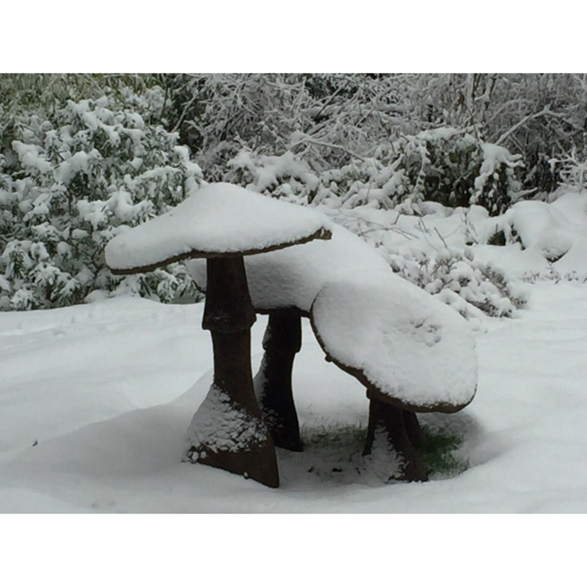 Garden-Mushrooms-in-snow-LR.jpg