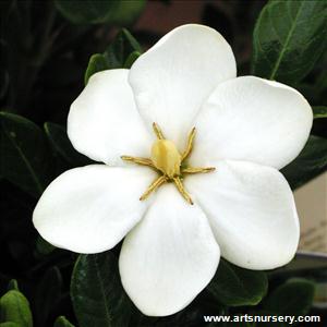 Gardenia 'Kleims Hardy'