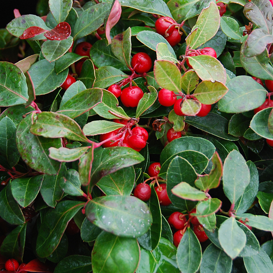 Gaultheria procumbens 'Gaulbril'