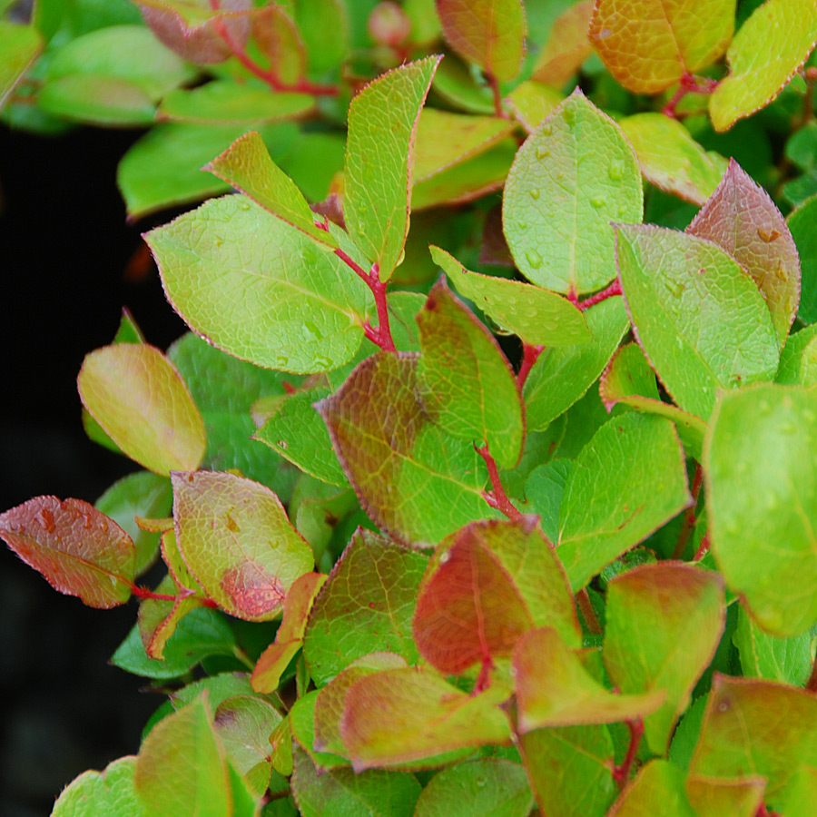 Gaultheria shallon