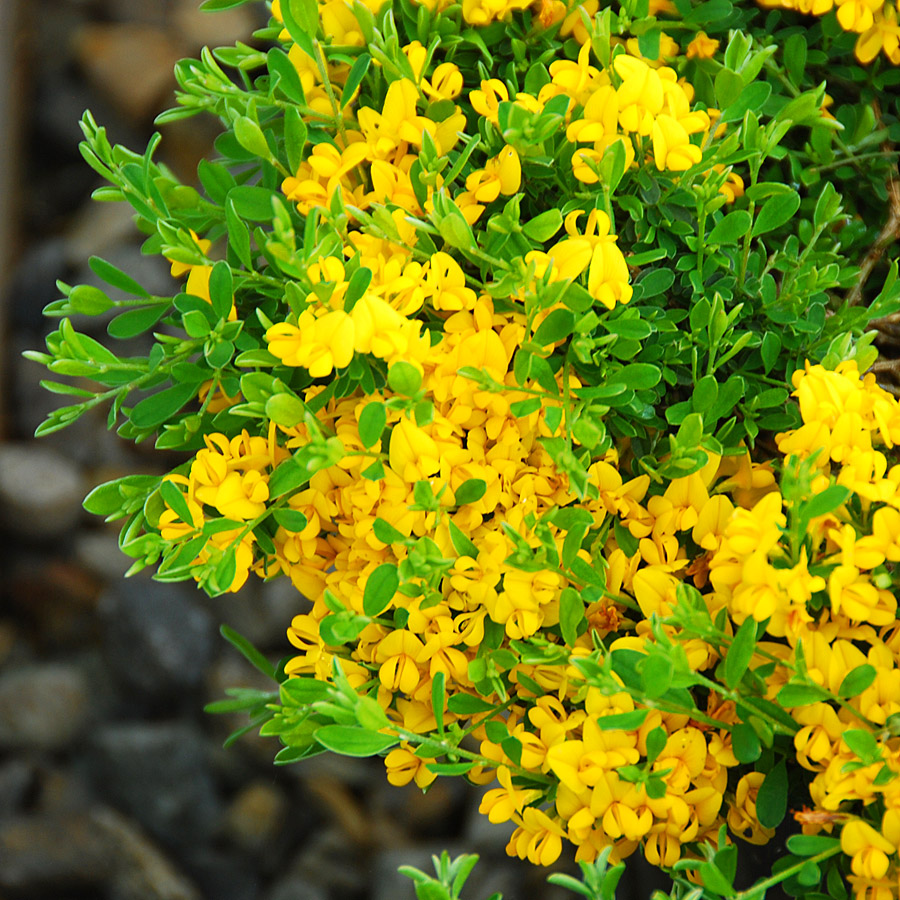 Genista pilosa 'Vancouver Gold'