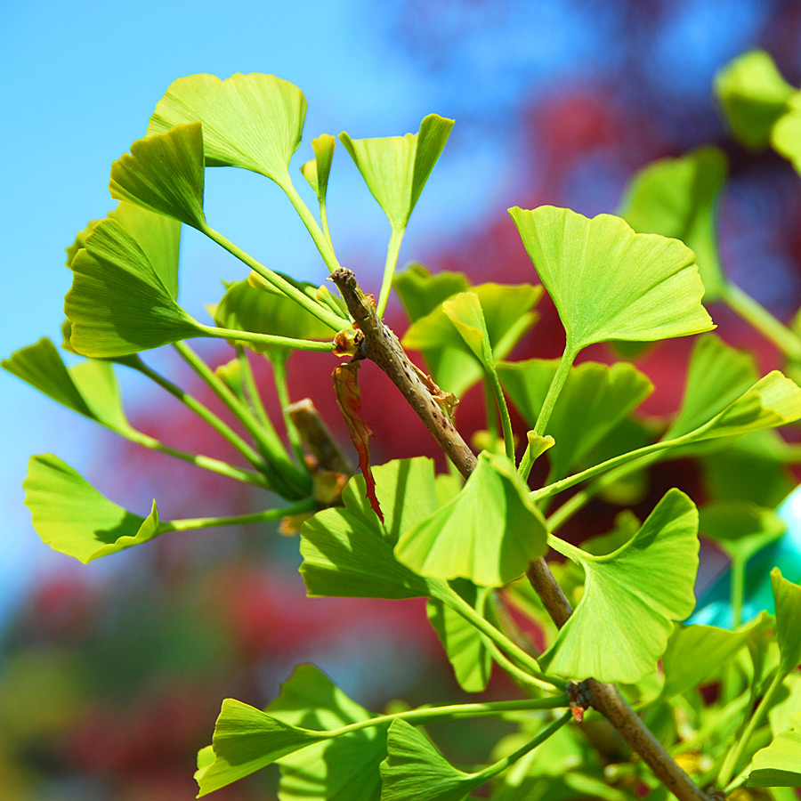 Ginkgo biloba 'Autumn Gold'