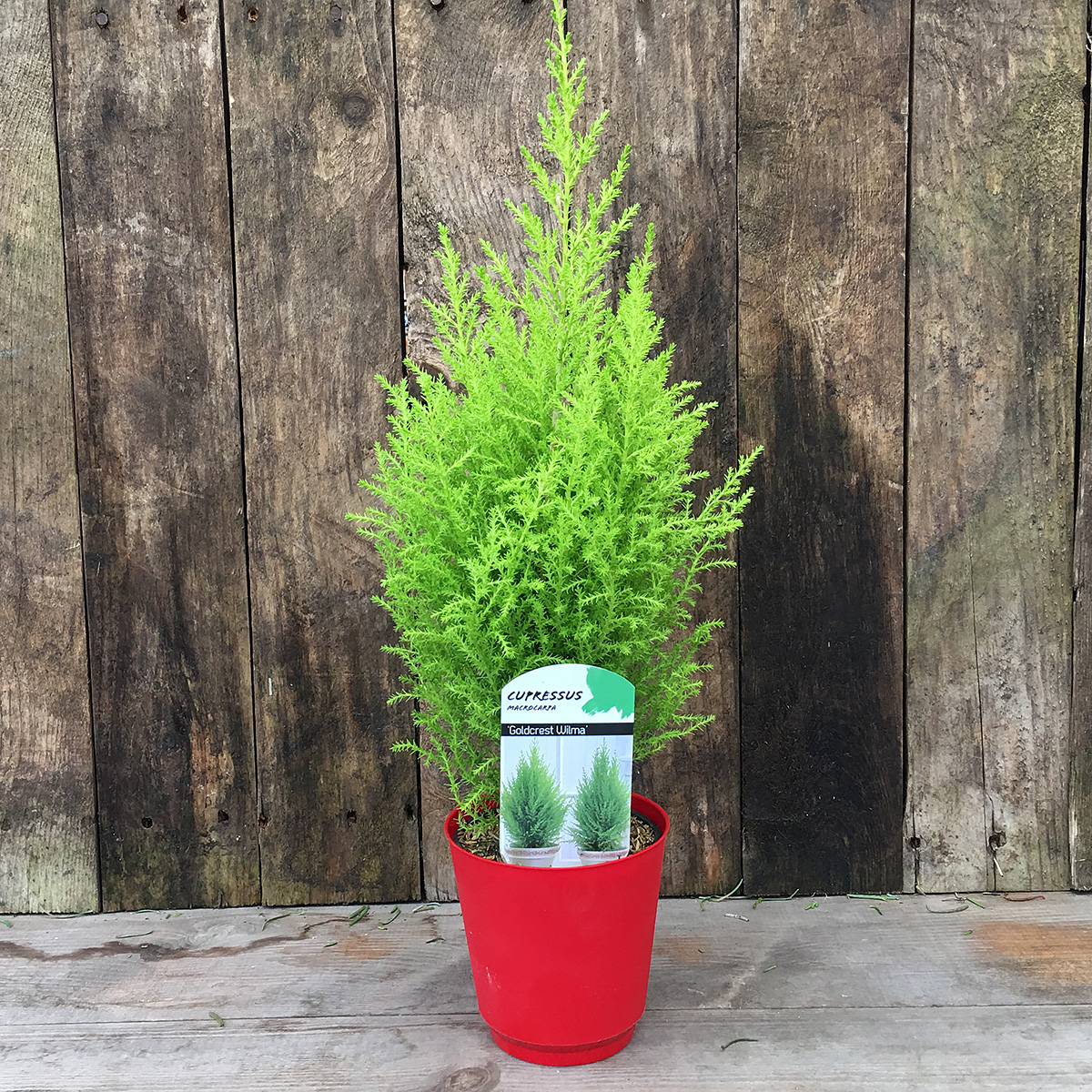 Cupressus macrocarpa 'Wilma Goldcrest'