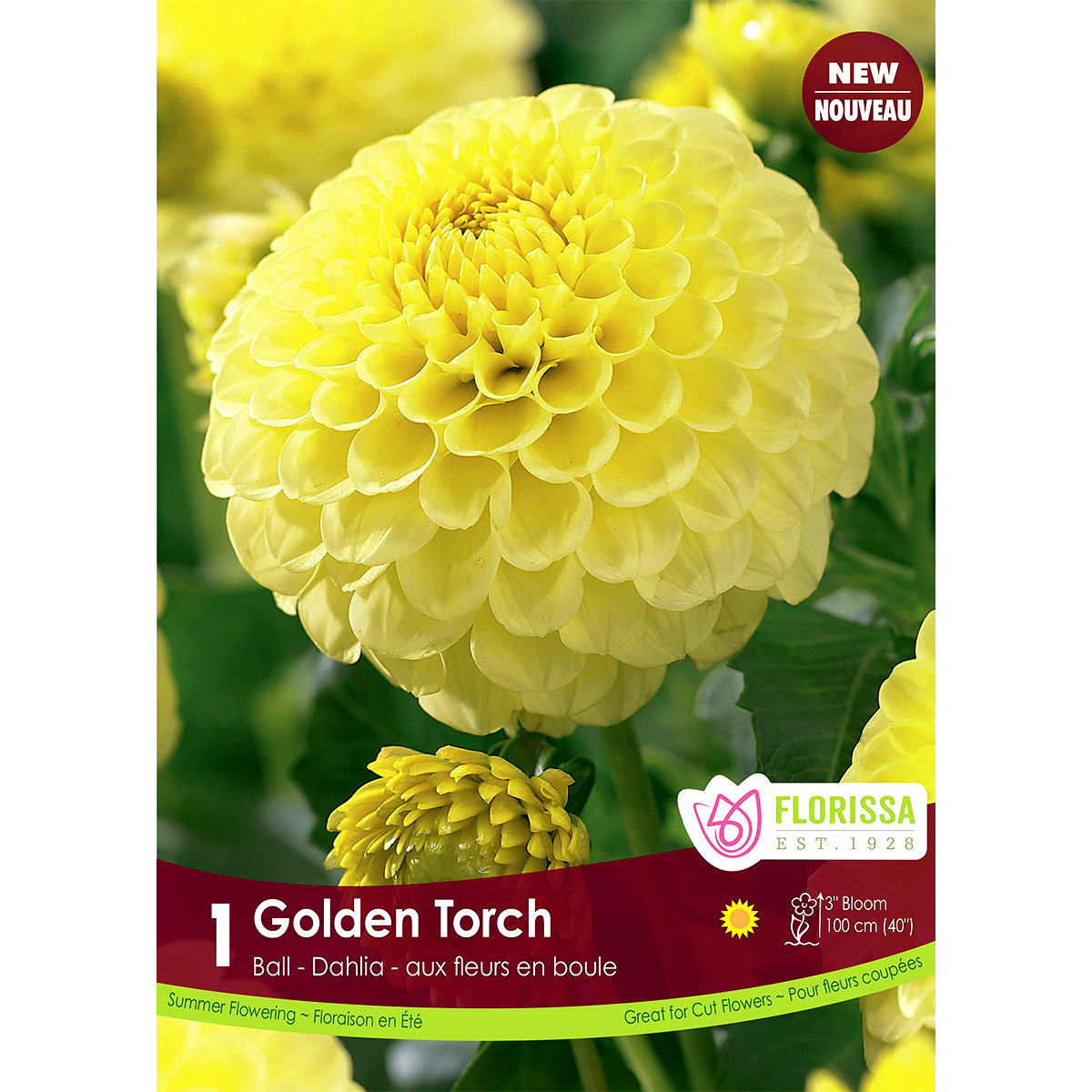 Dahlia 'Golden Torch' Tuber 