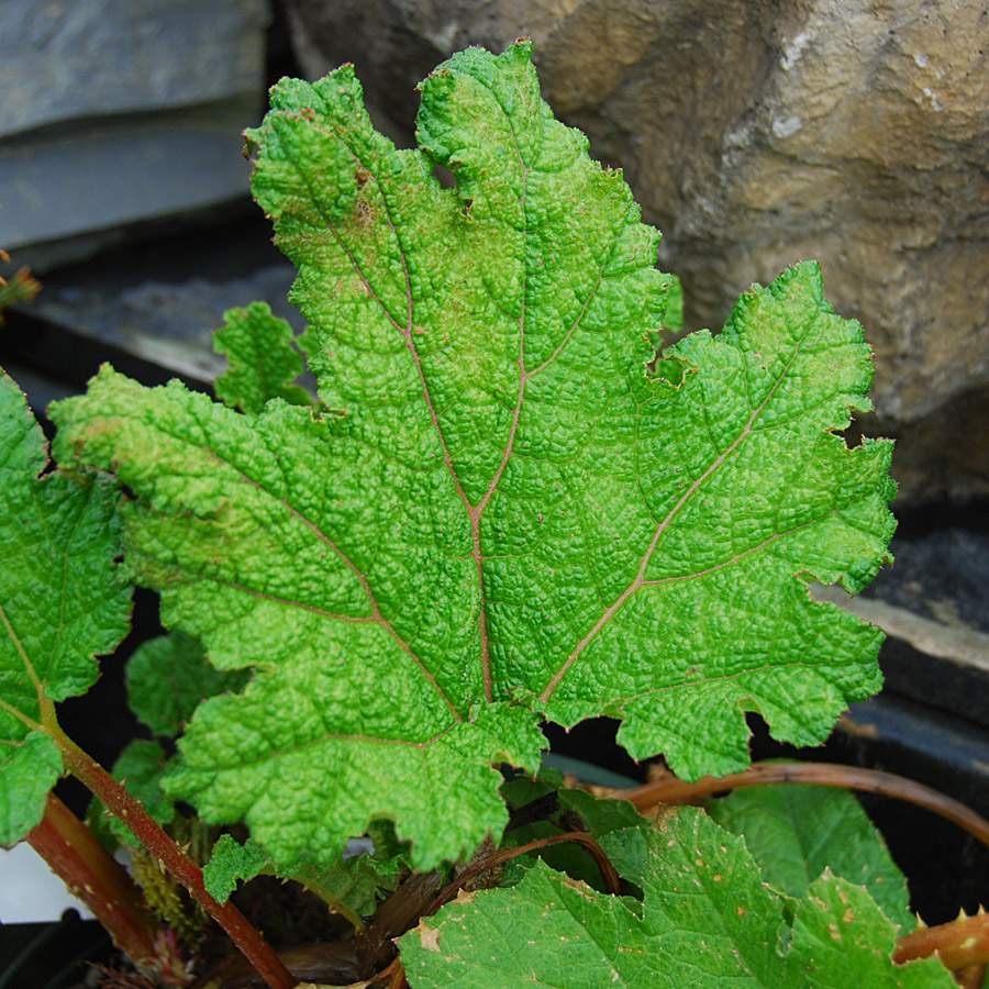 Gunnera manicata  