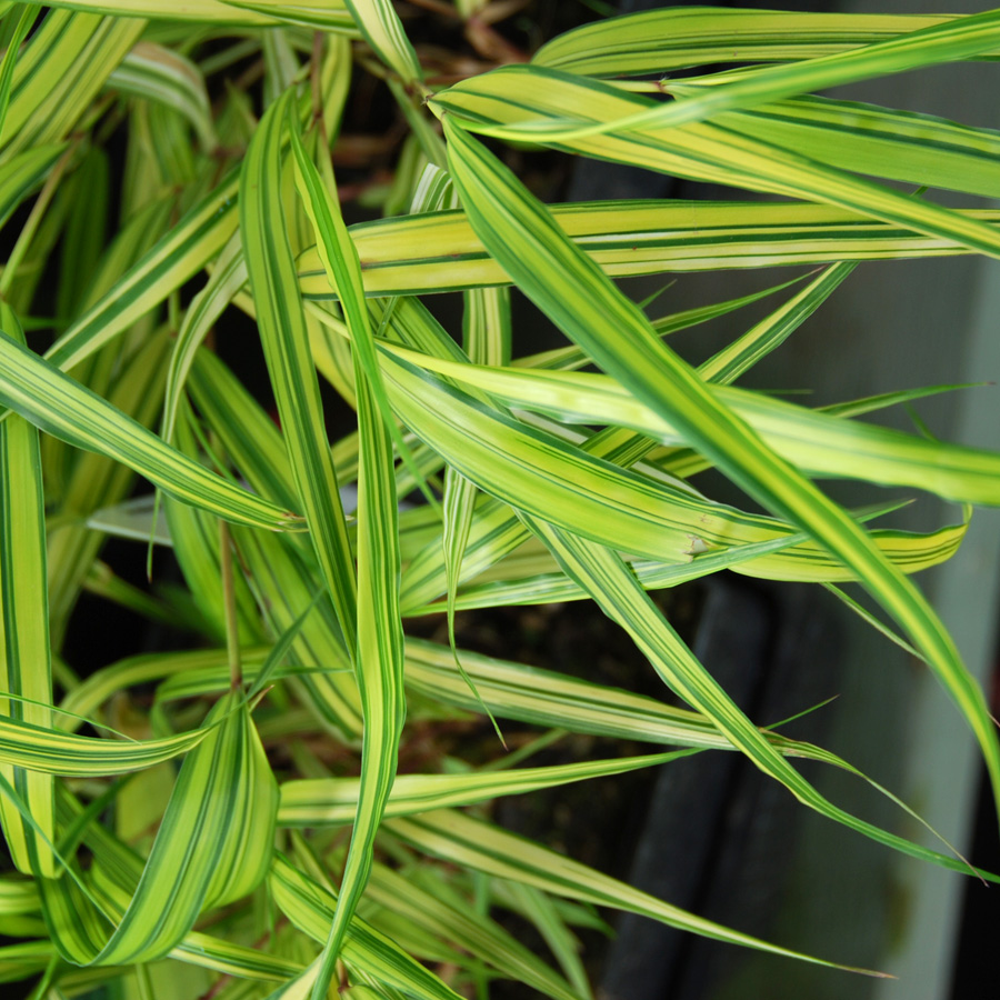 Hakonechloa macra 'Aureola'