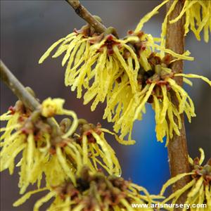 Hamamelis x int 'Arnold Promise' - TREE