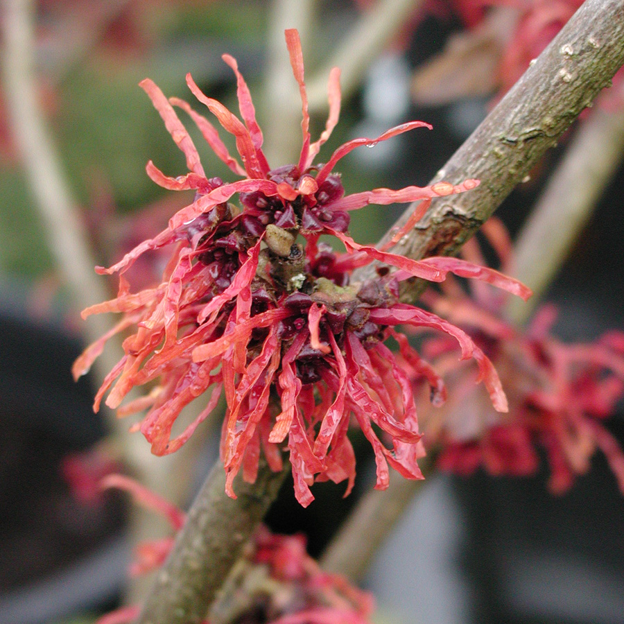 Hamamelis arb. 'Hayes Starburst' 3ft