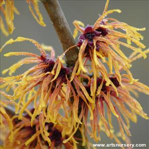 Hamamelis x int. 'Jelena' - TREE FORM