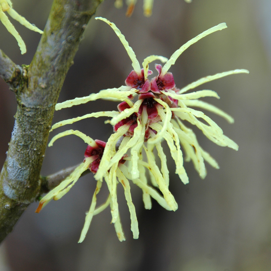 Hamamelis X intermedia 'Sunburst'