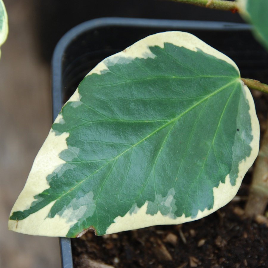 Hedera colchica var. dentata variegata 