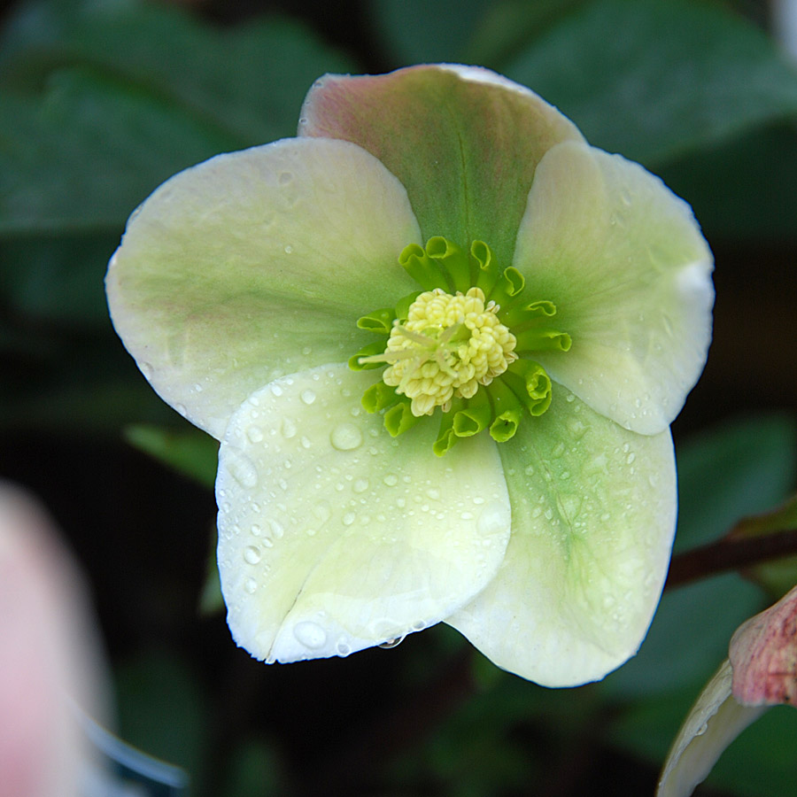 Helleborus X Ivory Prince