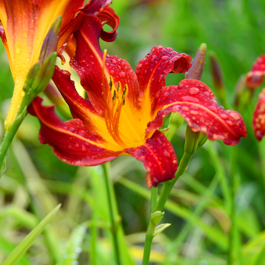 Hemerocallis_AutumnRed.jpg