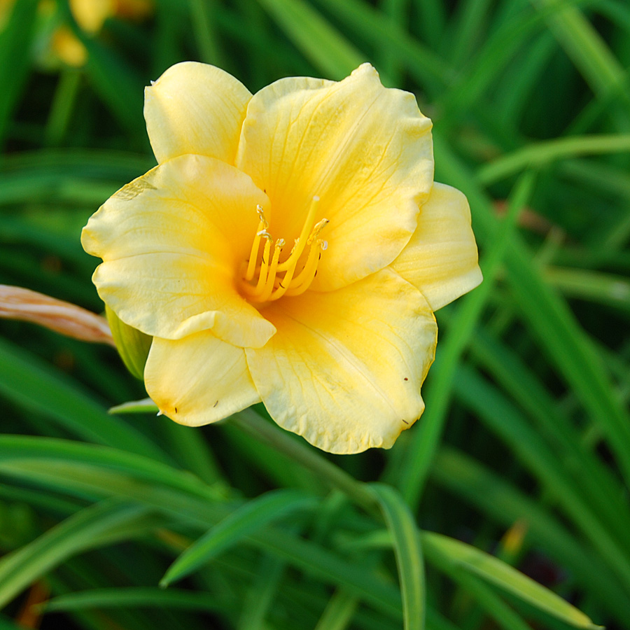 Hemerocallis 'Stella de Oro'