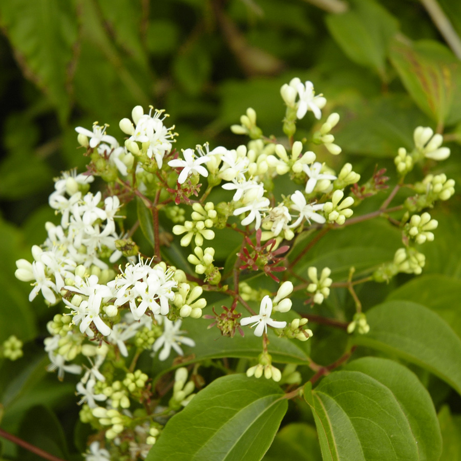 Heptacodium miconioides 