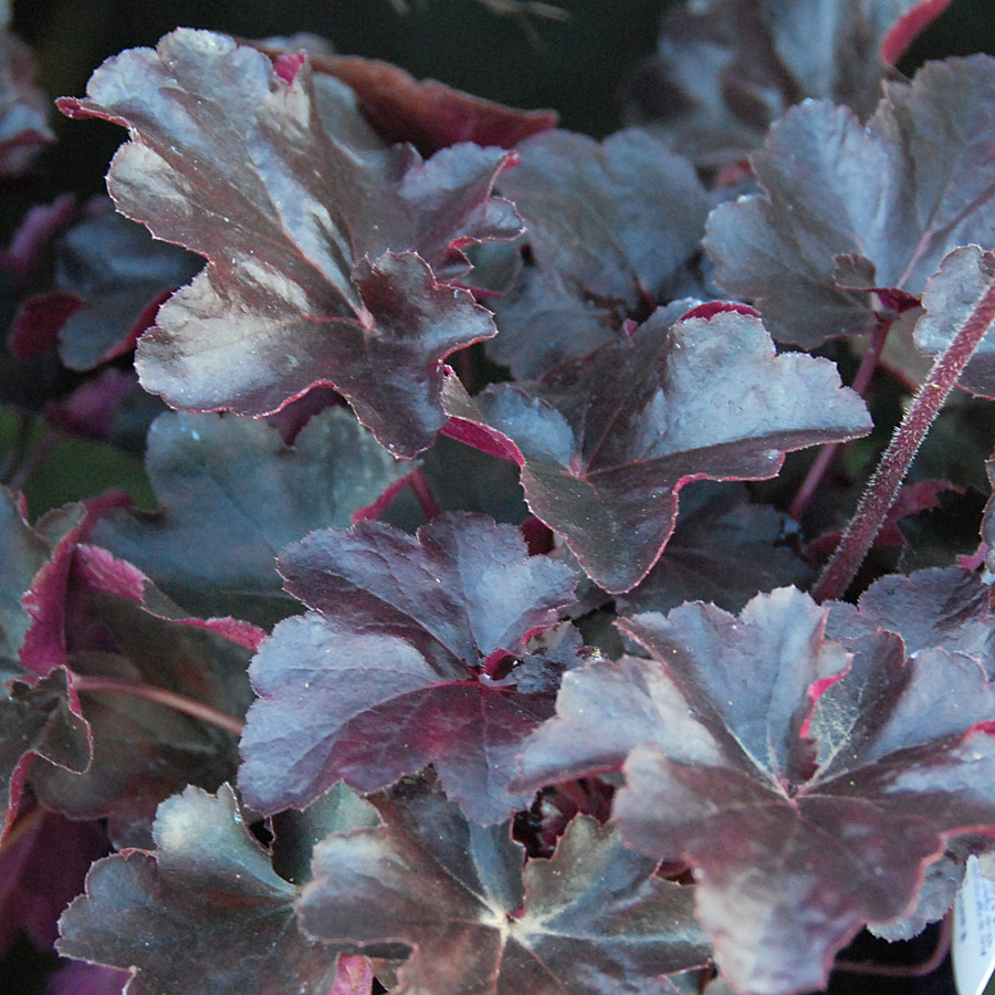 Heuchera 'Obsidian'