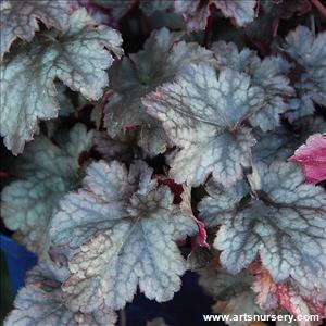 Heuchera 'Plum Pudding'