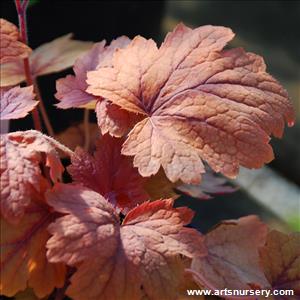 Heucherella 'Sweet Tea'