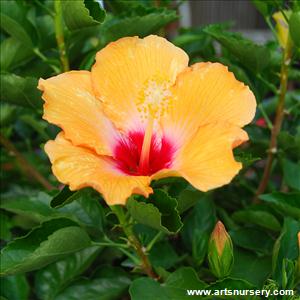 Hibiscus 'Cherie'