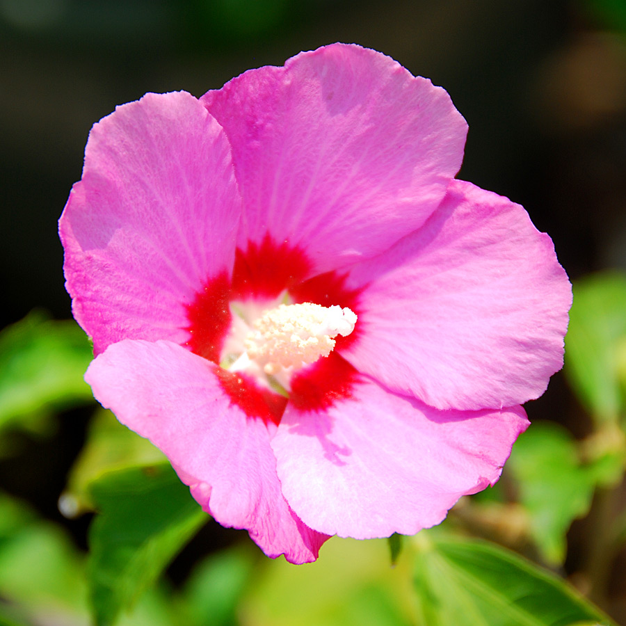 Hibiscus syriacus 'White Pillar' Bush PW