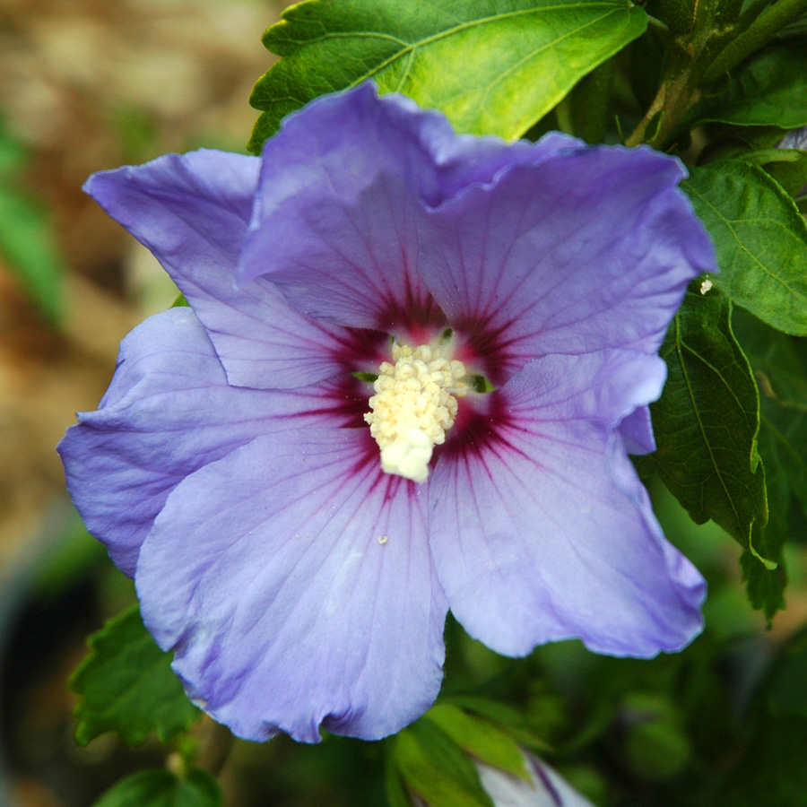 Hibiscus syriacus 'Blue Bird'