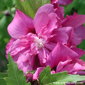 Hibiscus syriacus 'Collie Mullens'