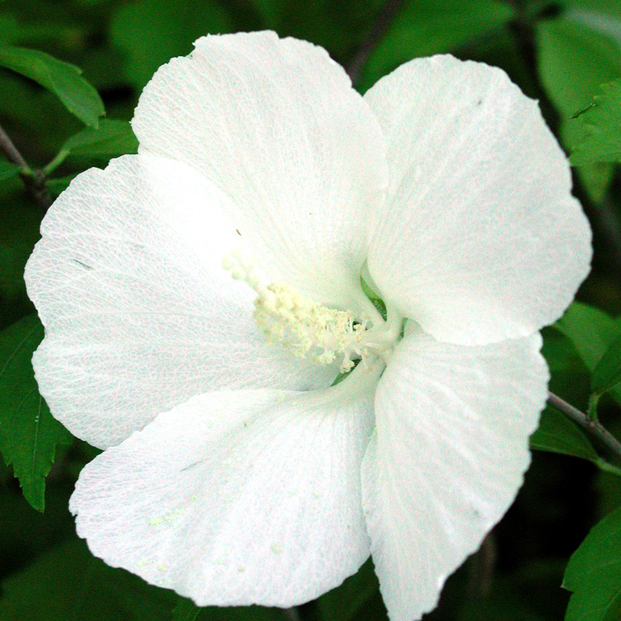 Hibiscus syriacus 'Lucy'