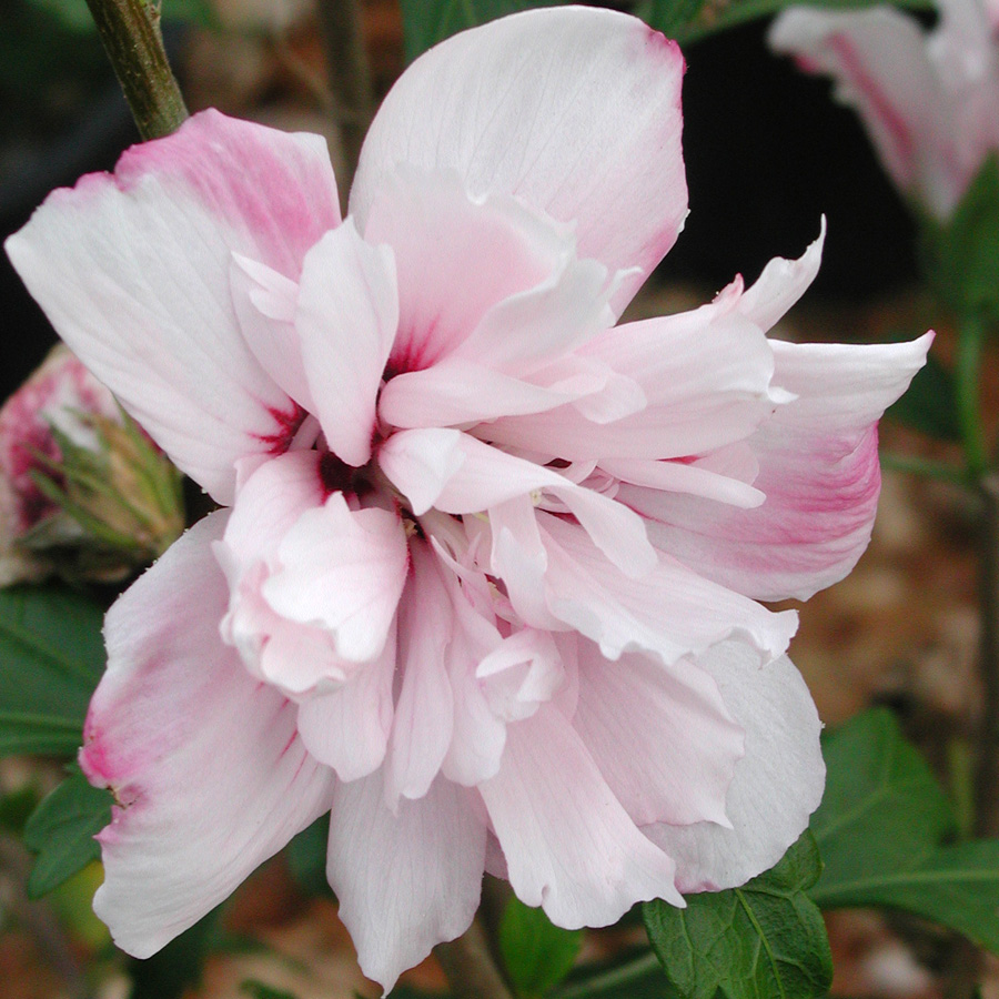 Hibiscus hybrid 'Starry Starry Night'