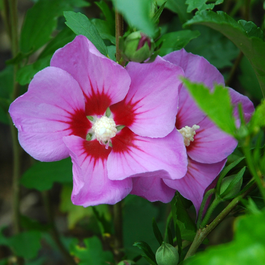 Hibiscus syriacus 'Minerva'