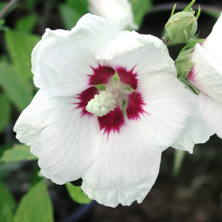 Hibiscus syriacus 'Red Heart'