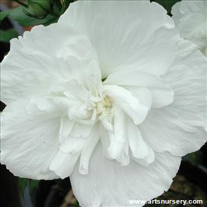 Hibiscus syriacus 'White Chiffon'