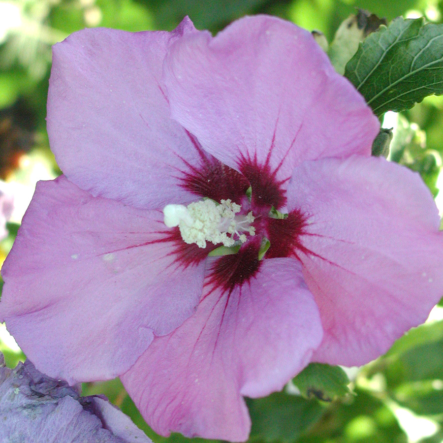 Hibiscus syriacus 'Woodbridge' STD