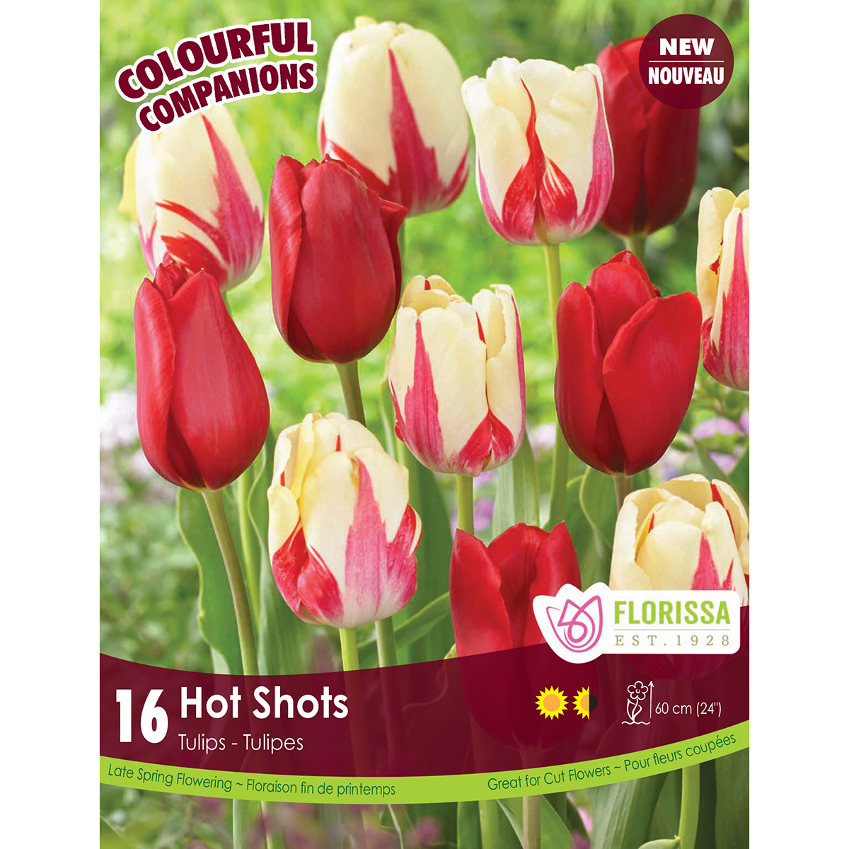 Colourful Companions Tulipa 'Hot Shots' Bulbs 16Pk