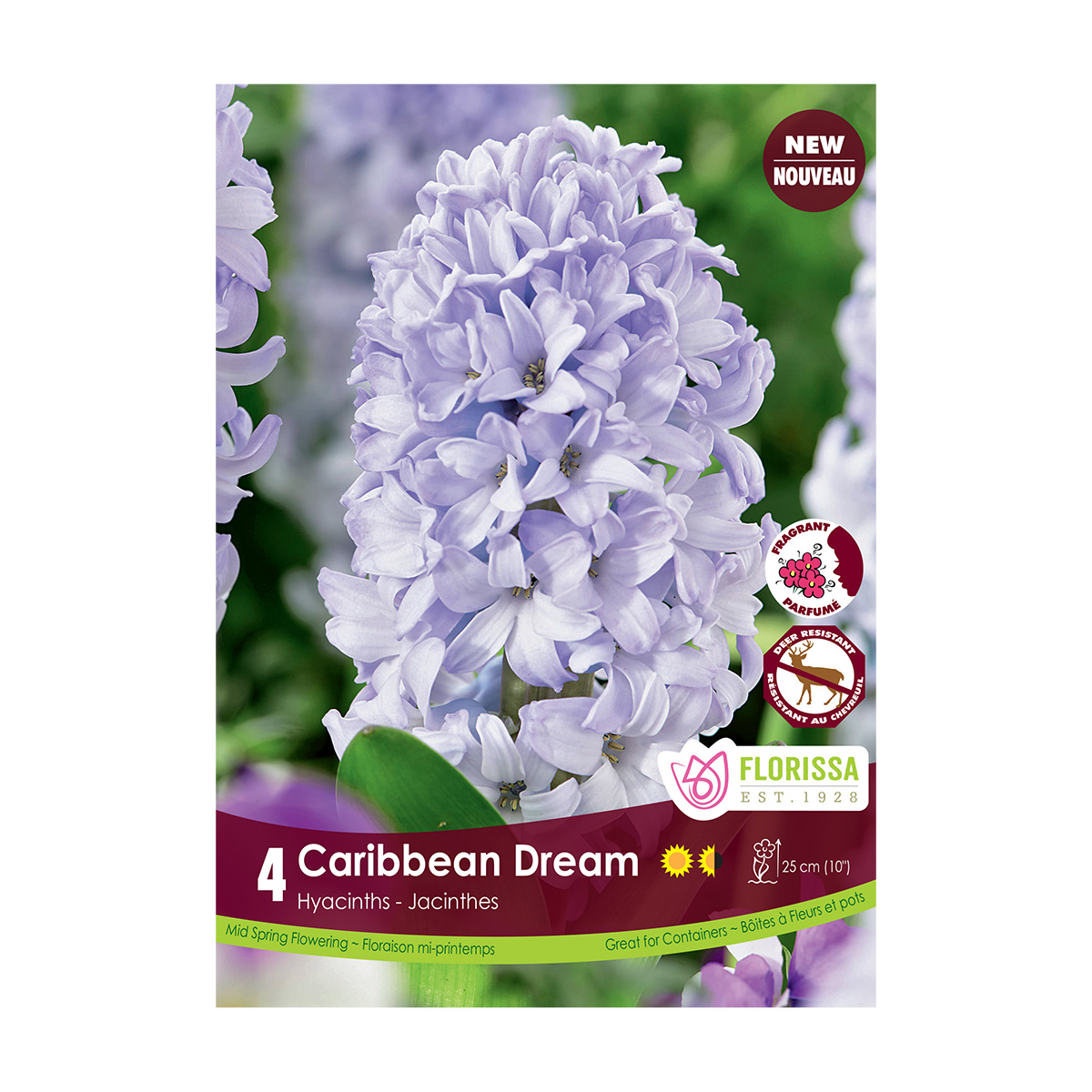 Hyacinthus 'Caribbean Dream' 4Pk