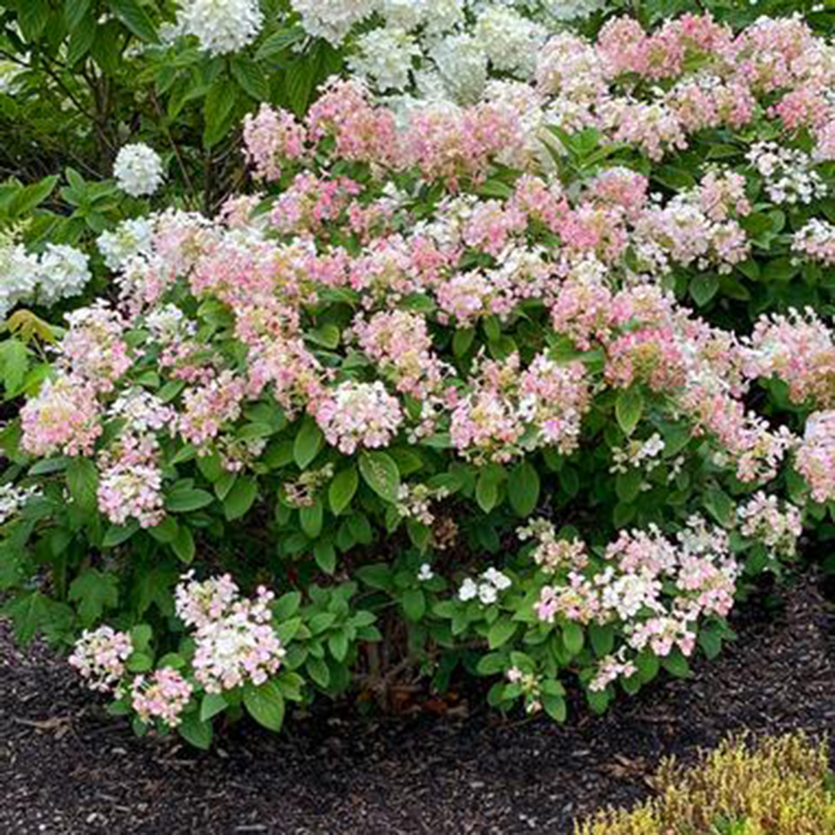 Hydrangea paniculata 'little Quickfire' 