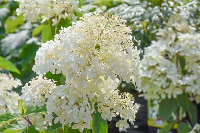 Hydrangea paniculata 'Phantom'