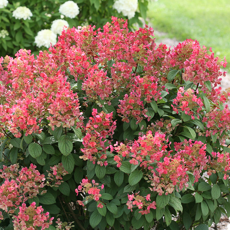 Hydrangea paniculata 'Little Quick Fire' PW 