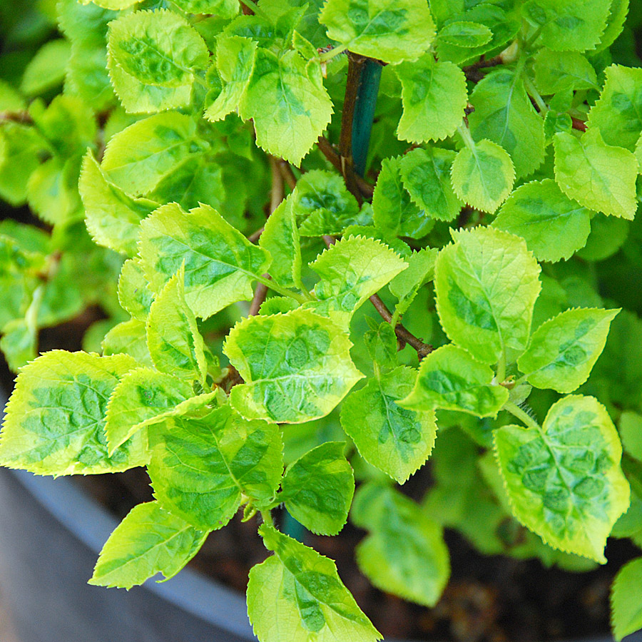 Hydrangea anomala petiolaris 