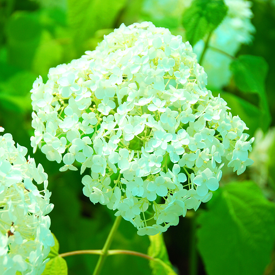 Hydrangea arborescens 'Incrediball'