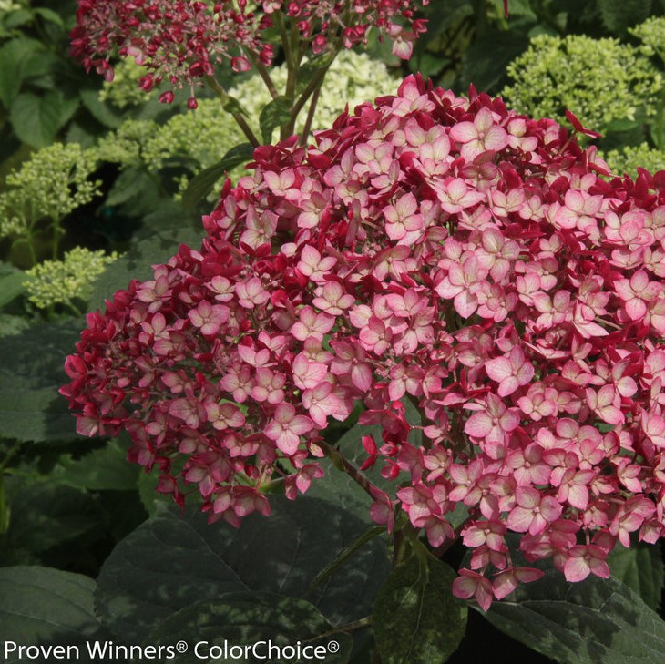 Hydrangea arborescens 'Invincibelle Ruby' 