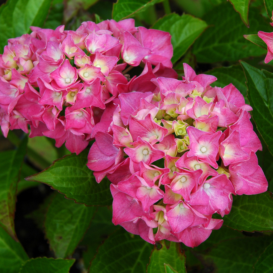 Hydrangea macrophylla 'Glowing Embers'