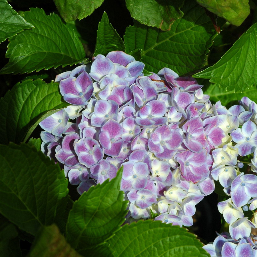 Hydrangea macrophylla 'Harlequin' 