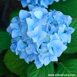 Hydrangea macrophylla 'Nikko Blue'